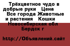 Трёхцветное чудо в добрые руки › Цена ­ 100 - Все города Животные и растения » Кошки   . Новосибирская обл.,Бердск г.